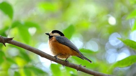 庭 鳥|庭に野鳥を呼ぼう！！